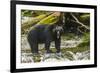 Canada, British Columbia, Inside Passage. Black Bear Fishing on Qua Creek-Jaynes Gallery-Framed Photographic Print