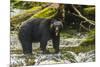 Canada, British Columbia, Inside Passage. Black Bear Fishing on Qua Creek-Jaynes Gallery-Mounted Photographic Print