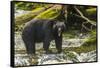 Canada, British Columbia, Inside Passage. Black Bear Fishing on Qua Creek-Jaynes Gallery-Framed Stretched Canvas
