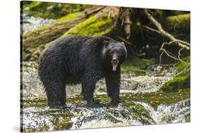 Canada, British Columbia, Inside Passage. Black Bear Fishing on Qua Creek-Jaynes Gallery-Stretched Canvas