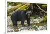 Canada, British Columbia, Inside Passage. Black Bear Fishing on Qua Creek-Jaynes Gallery-Framed Photographic Print