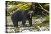 Canada, British Columbia, Inside Passage. Black Bear Fishing on Qua Creek-Jaynes Gallery-Stretched Canvas