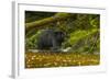 Canada, British Columbia, Inside Passage. Black Bear Fishing on Qua Creek-Jaynes Gallery-Framed Photographic Print