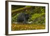 Canada, British Columbia, Inside Passage. Black Bear Fishing on Qua Creek-Jaynes Gallery-Framed Photographic Print