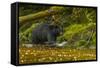 Canada, British Columbia, Inside Passage. Black Bear Fishing on Qua Creek-Jaynes Gallery-Framed Stretched Canvas