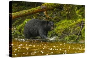 Canada, British Columbia, Inside Passage. Black Bear Fishing on Qua Creek-Jaynes Gallery-Stretched Canvas