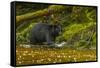 Canada, British Columbia, Inside Passage. Black Bear Fishing on Qua Creek-Jaynes Gallery-Framed Stretched Canvas