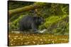 Canada, British Columbia, Inside Passage. Black Bear Fishing on Qua Creek-Jaynes Gallery-Stretched Canvas