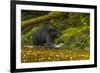 Canada, British Columbia, Inside Passage. Black Bear Fishing on Qua Creek-Jaynes Gallery-Framed Photographic Print