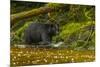 Canada, British Columbia, Inside Passage. Black Bear Fishing on Qua Creek-Jaynes Gallery-Mounted Photographic Print