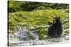 Canada, British Columbia, Inside Passage. Black Bear Fishing on Qua Creek-Jaynes Gallery-Stretched Canvas