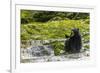 Canada, British Columbia, Inside Passage. Black Bear Fishing on Qua Creek-Jaynes Gallery-Framed Photographic Print