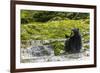 Canada, British Columbia, Inside Passage. Black Bear Fishing on Qua Creek-Jaynes Gallery-Framed Photographic Print