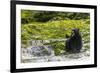 Canada, British Columbia, Inside Passage. Black Bear Fishing on Qua Creek-Jaynes Gallery-Framed Photographic Print