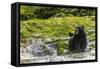 Canada, British Columbia, Inside Passage. Black Bear Fishing on Qua Creek-Jaynes Gallery-Framed Stretched Canvas