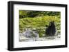 Canada, British Columbia, Inside Passage. Black Bear Fishing on Qua Creek-Jaynes Gallery-Framed Photographic Print