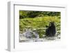 Canada, British Columbia, Inside Passage. Black Bear Fishing on Qua Creek-Jaynes Gallery-Framed Photographic Print