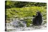 Canada, British Columbia, Inside Passage. Black Bear Fishing on Qua Creek-Jaynes Gallery-Stretched Canvas