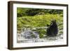 Canada, British Columbia, Inside Passage. Black Bear Fishing on Qua Creek-Jaynes Gallery-Framed Photographic Print