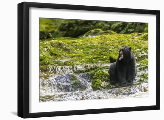 Canada, British Columbia, Inside Passage. Black Bear Fishing on Qua Creek-Jaynes Gallery-Framed Photographic Print