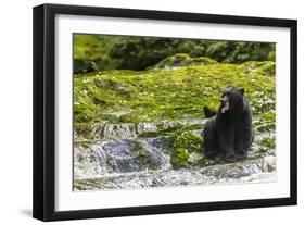 Canada, British Columbia, Inside Passage. Black Bear Fishing on Qua Creek-Jaynes Gallery-Framed Photographic Print