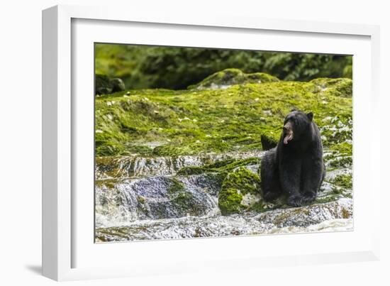 Canada, British Columbia, Inside Passage. Black Bear Fishing on Qua Creek-Jaynes Gallery-Framed Photographic Print