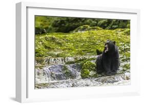 Canada, British Columbia, Inside Passage. Black Bear Fishing on Qua Creek-Jaynes Gallery-Framed Photographic Print