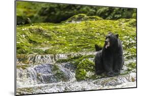 Canada, British Columbia, Inside Passage. Black Bear Fishing on Qua Creek-Jaynes Gallery-Mounted Photographic Print