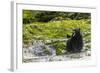 Canada, British Columbia, Inside Passage. Black Bear Fishing on Qua Creek-Jaynes Gallery-Framed Photographic Print