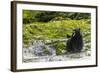 Canada, British Columbia, Inside Passage. Black Bear Fishing on Qua Creek-Jaynes Gallery-Framed Photographic Print