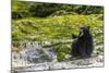Canada, British Columbia, Inside Passage. Black Bear Fishing on Qua Creek-Jaynes Gallery-Mounted Photographic Print