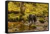 Canada, British Columbia, Inside Passage. Black Bear Fishing on Riordan Creek-Jaynes Gallery-Framed Stretched Canvas
