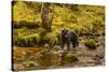 Canada, British Columbia, Inside Passage. Black Bear Fishing on Riordan Creek-Jaynes Gallery-Stretched Canvas