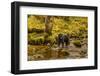 Canada, British Columbia, Inside Passage. Black Bear Fishing on Riordan Creek-Jaynes Gallery-Framed Photographic Print