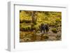 Canada, British Columbia, Inside Passage. Black Bear Fishing on Riordan Creek-Jaynes Gallery-Framed Photographic Print