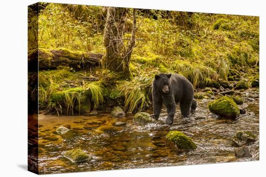Canada, British Columbia, Inside Passage. Black Bear Fishing on Riordan Creek-Jaynes Gallery-Stretched Canvas