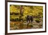 Canada, British Columbia, Inside Passage. Black Bear Fishing on Riordan Creek-Jaynes Gallery-Framed Photographic Print