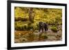 Canada, British Columbia, Inside Passage. Black Bear Fishing on Riordan Creek-Jaynes Gallery-Framed Photographic Print