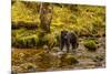 Canada, British Columbia, Inside Passage. Black Bear Fishing on Riordan Creek-Jaynes Gallery-Mounted Photographic Print