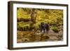 Canada, British Columbia, Inside Passage. Black Bear Fishing on Riordan Creek-Jaynes Gallery-Framed Photographic Print