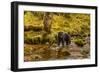 Canada, British Columbia, Inside Passage. Black Bear Fishing on Riordan Creek-Jaynes Gallery-Framed Photographic Print