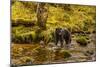 Canada, British Columbia, Inside Passage. Black Bear Fishing on Riordan Creek-Jaynes Gallery-Mounted Photographic Print