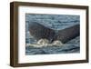 Canada, British Columbia, Inside Passage. Humpback Whale Tail-Jaynes Gallery-Framed Photographic Print
