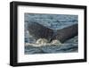 Canada, British Columbia, Inside Passage. Humpback Whale Tail-Jaynes Gallery-Framed Photographic Print