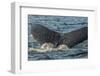 Canada, British Columbia, Inside Passage. Humpback Whale Tail-Jaynes Gallery-Framed Photographic Print