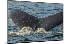 Canada, British Columbia, Inside Passage. Humpback Whale Tail-Jaynes Gallery-Mounted Photographic Print