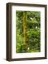 Canada, British Columbia, Inside Passage. Mew Gulls in Tree-Jaynes Gallery-Framed Photographic Print