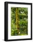 Canada, British Columbia, Inside Passage. Mew Gulls in Tree-Jaynes Gallery-Framed Photographic Print