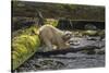 Canada, British Columbia, Inside Passage. White Spirit Bear Hunts for Fish on Riordan Creek-Jaynes Gallery-Stretched Canvas