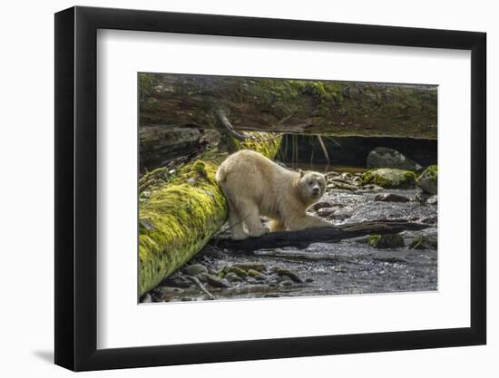 Canada, British Columbia, Inside Passage. White Spirit Bear Hunts for Fish on Riordan Creek-Jaynes Gallery-Framed Photographic Print